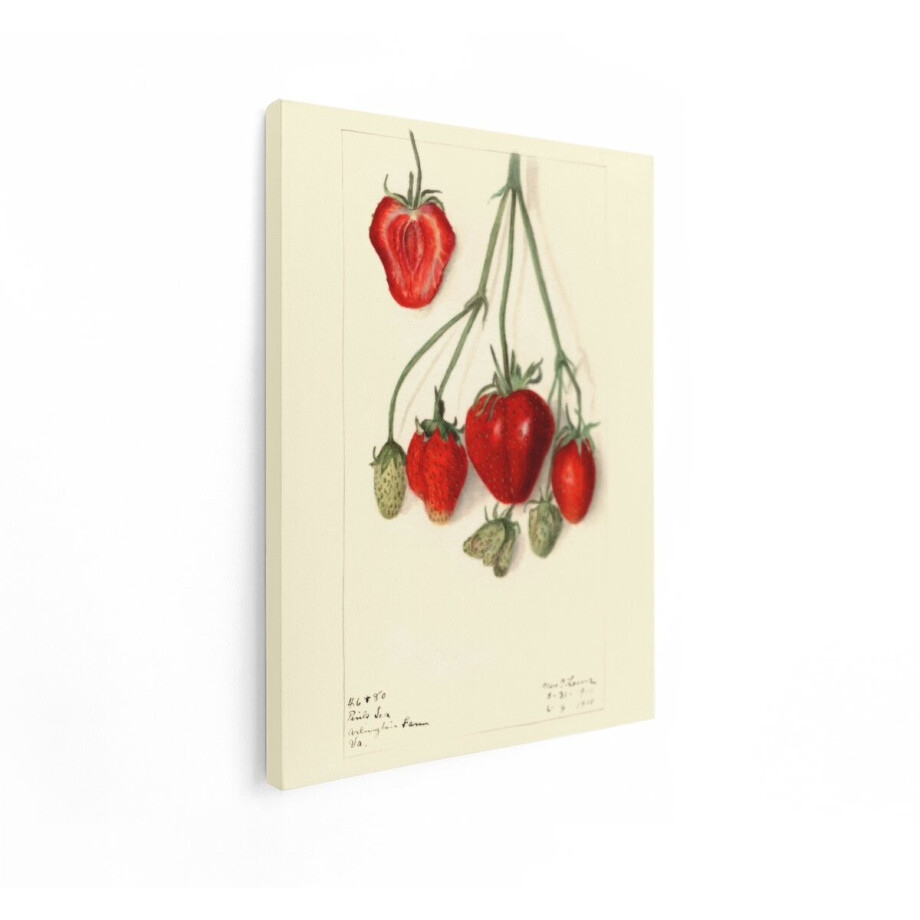 Artaza Canvas Schilderij Fruit - 30x40 cm - Wanddecoratie Aardbeien - Muurdecoratie Botanisch Vintage - Schilderijen Op Canvas Aquarel Artaza Canvas Schilderij Fruit - 30x40 cm - Wanddecoratie Aardbeien - Muurdecoratie Botanisch Vintage - Schilderijen Op Canvas Aquarel afbeelding 1