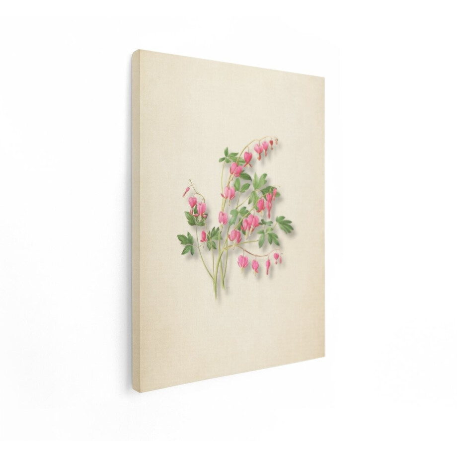 Artaza Canvas Schilderij Gedetailleerde Illustratie van Bloeiende Dicentra Spectabilis Bloemen met Hartvormige Bloesems - 30x40 cm - Klein - Wanddecoratie Woonkamer - Schilderijen - Muurdecoratie afbeelding 1