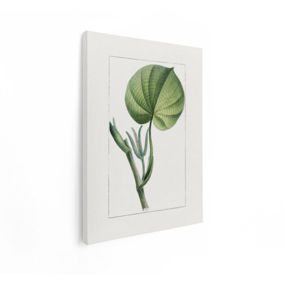 Artaza Canvas Schilderij Botanische Illustratie van een Groene Plant met Grote Bladeren en Bloemen - 30x40 cm - Klein - Wanddecoratie Woonkamer - Schilderijen - Muurdecoratie Artaza Canvas Schilderij Botanische Illustratie van een Groene Plant met Grote Bladeren en Bloemen - 30x40 cm - Klein - Wanddecoratie Woonkamer - Schilderijen - Muurdecoratie afbeelding 1