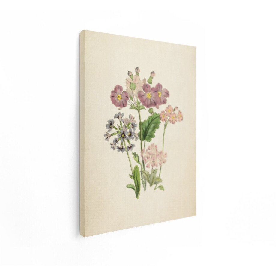 Artaza Canvas Schilderij Vintage Botanische Illustratie van Primulabloemen in Paarse - Roze en Blauwe Tinten - 30x40 cm - Klein - Wanddecoratie Woonkamer - Schilderijen - Muurdecoratie afbeelding 1