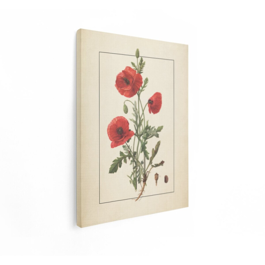 Artaza Canvas Schilderij Botanische Illustratie van Rode Klaprozen met Wortels en Zaadjes - 60x80 cm - Wanddecoratie Woonkamer - Schilderijen - Muurdecoratie afbeelding 1