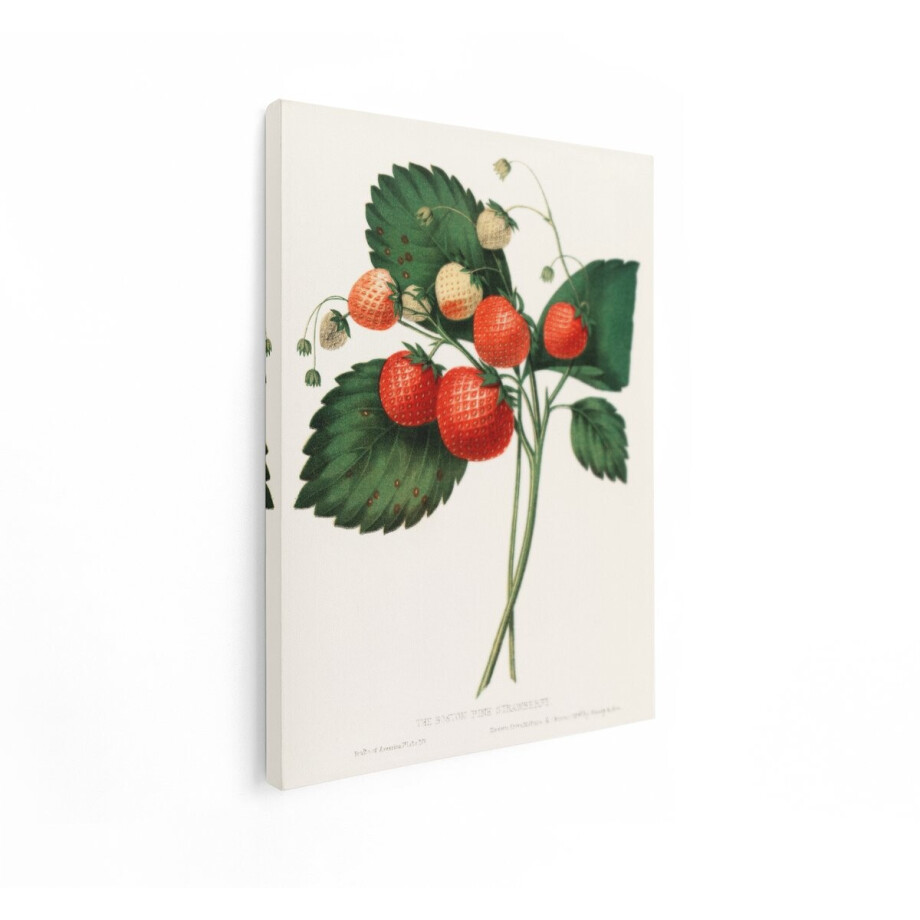 Artaza Canvas Schilderij Boston Pine Aardbei - 30x40 cm - Vintage Wanddecoratie Fruit - Muurdecoratie Botanisch - Schilderijen Op Canvas afbeelding 1