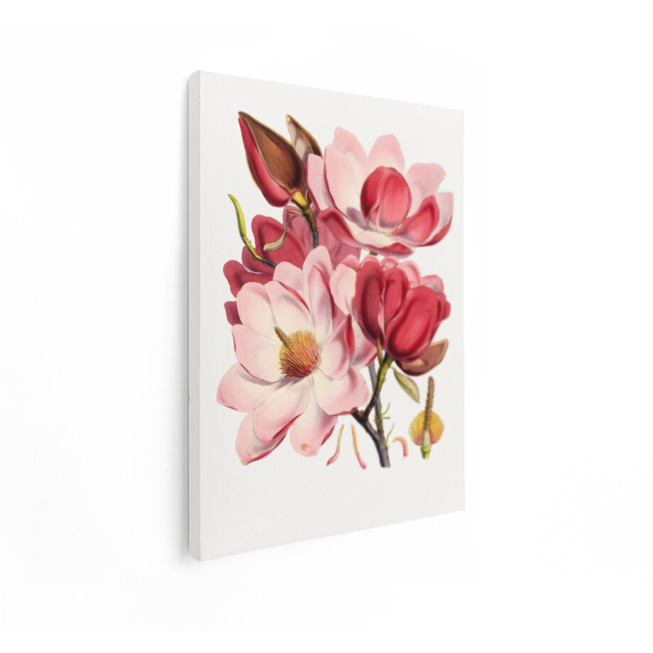 Artaza Canvas Schilderij Gedetailleerde Illustratie van Bloeiende Magnolia'S met Rode en Roze Bloemblaadjes - 90x120 cm - Groot - Wanddecoratie Woonkamer - Schilderijen - Muurdecoratie afbeelding 1