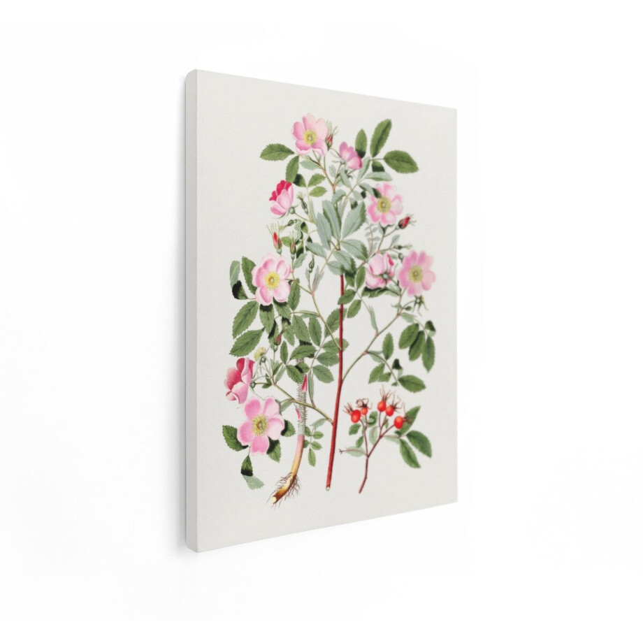 Artaza Canvas Schilderij Botanische Illustratie van Rozenbottels met Roze Bloemen en Groene Bladeren - 60x80 cm - Wanddecoratie Woonkamer - Schilderijen - Muurdecoratie afbeelding 1