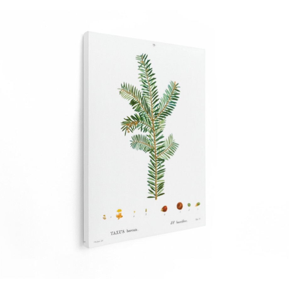 Artaza Canvas Schilderij Europese Taxus - 30x40 cm - Botanische Muurdecoratie - Wanddecoratie Vintage Boom - Schilderijen Op Canvas Natuur Artaza Canvas Schilderij Europese Taxus - 30x40 cm - Botanische Muurdecoratie - Wanddecoratie Vintage Boom - Schilderijen Op Canvas Natuur afbeelding 1