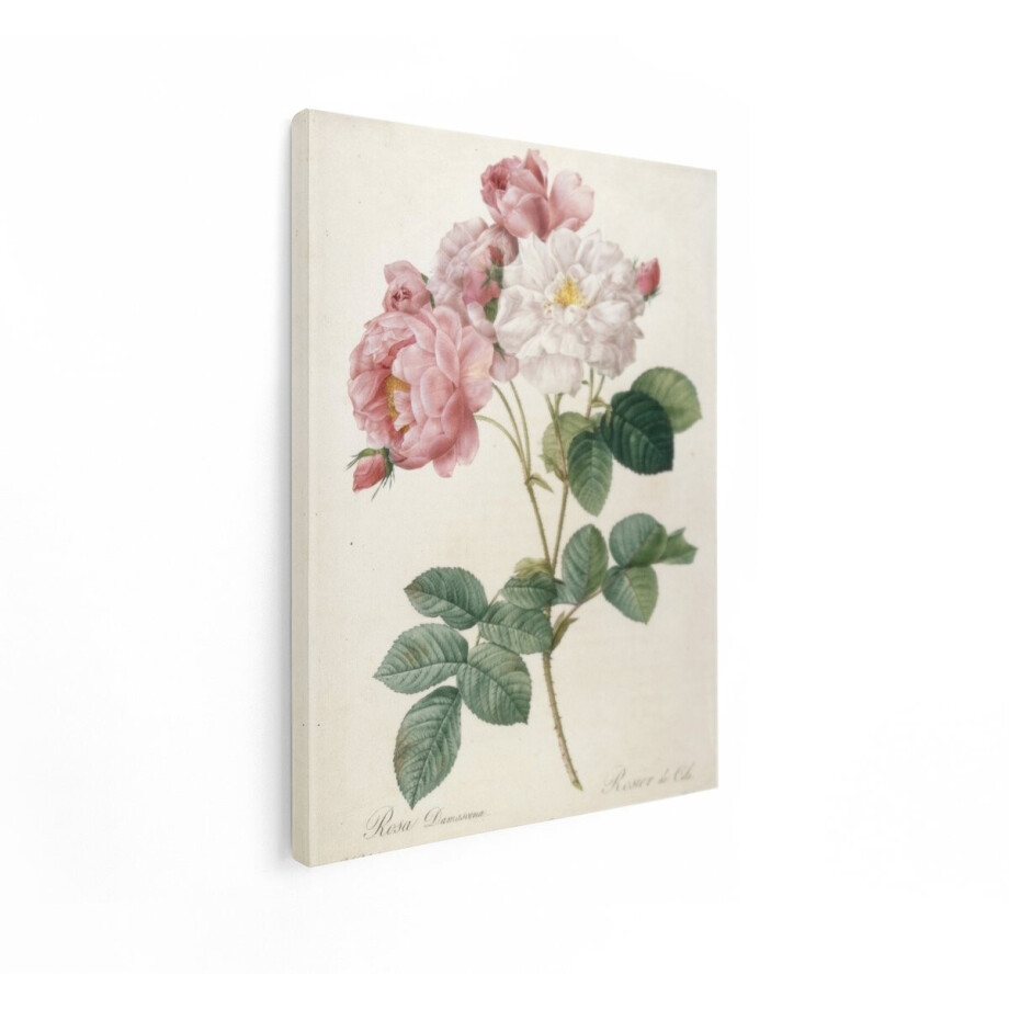 Artaza Canvas Schilderij Rozen - 30x40 cm - Wanddecoratie Botanische Illustratie - Muurdecoratie Brocante - Schilderijen Op Canvas Vintage afbeelding 1