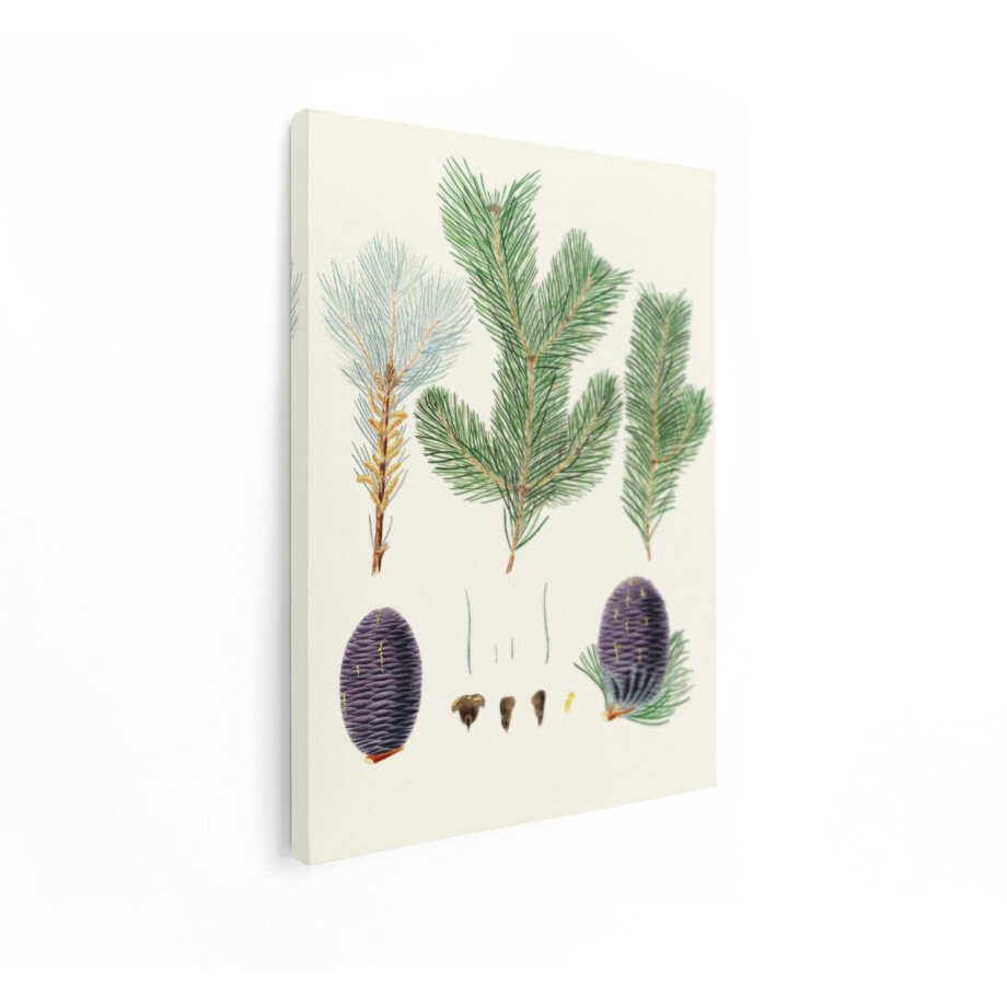 Artaza Canvas Schilderij Dennenappels - 30x40 cm - Wanddecoratie Botanisch - Muurdecoratie Naalden - Schilderijen Op Canvas Natuur Artaza Canvas Schilderij Dennenappels - 30x40 cm - Wanddecoratie Botanisch - Muurdecoratie Naalden - Schilderijen Op Canvas Natuur afbeelding 1