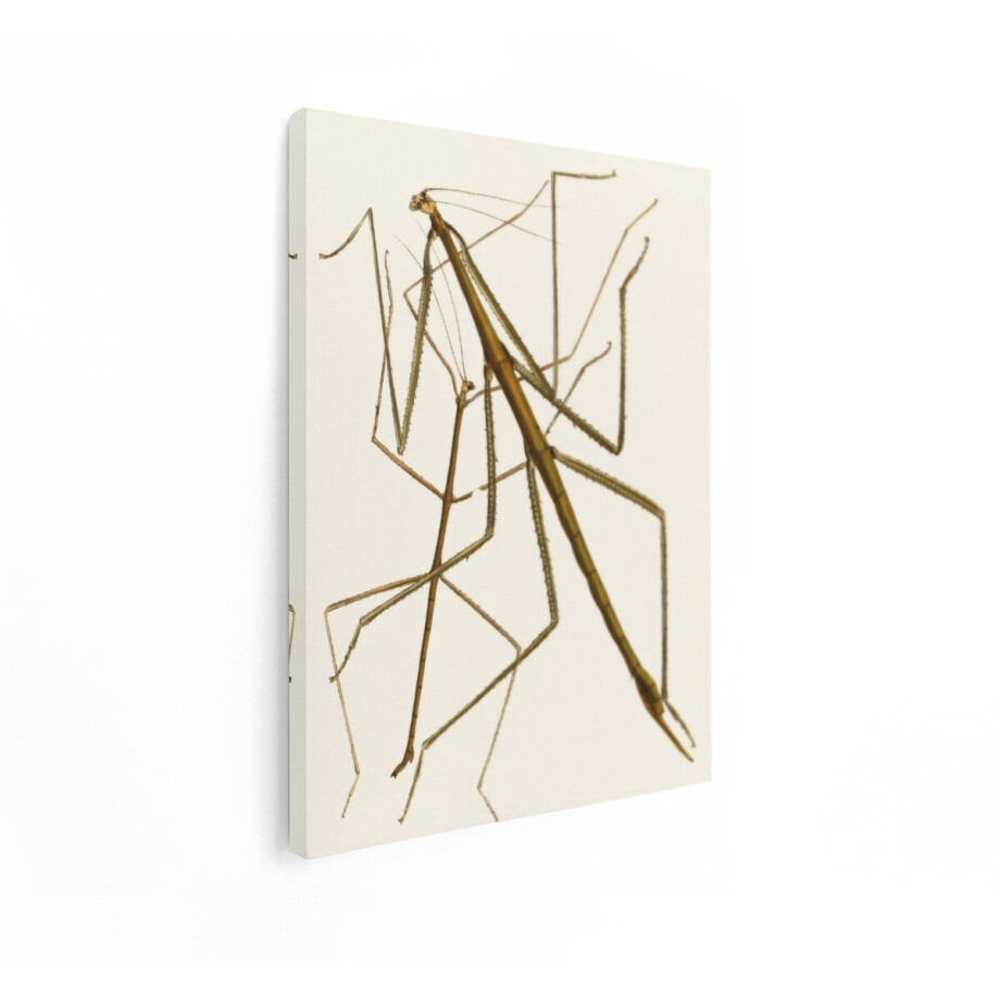 Artaza Canvas Schilderij Twee Wandelende Takken met Lange Poten en Antennes op een Lichte Achtergrond - 30x40 cm - Klein - Wanddecoratie Woonkamer - Schilderijen - Muurdecoratie afbeelding 1