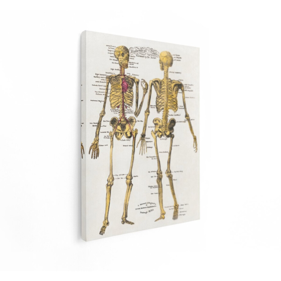Artaza Canvas Schilderij Skelet Anatomie - 30x40 cm - Vintage Muurdecoratie Bloedvaten - Wanddecoratie Dr Parker - Schilderijen Op Canvas Artaza Canvas Schilderij Skelet Anatomie - 30x40 cm - Vintage Muurdecoratie Bloedvaten - Wanddecoratie Dr Parker - Schilderijen Op Canvas afbeelding 1
