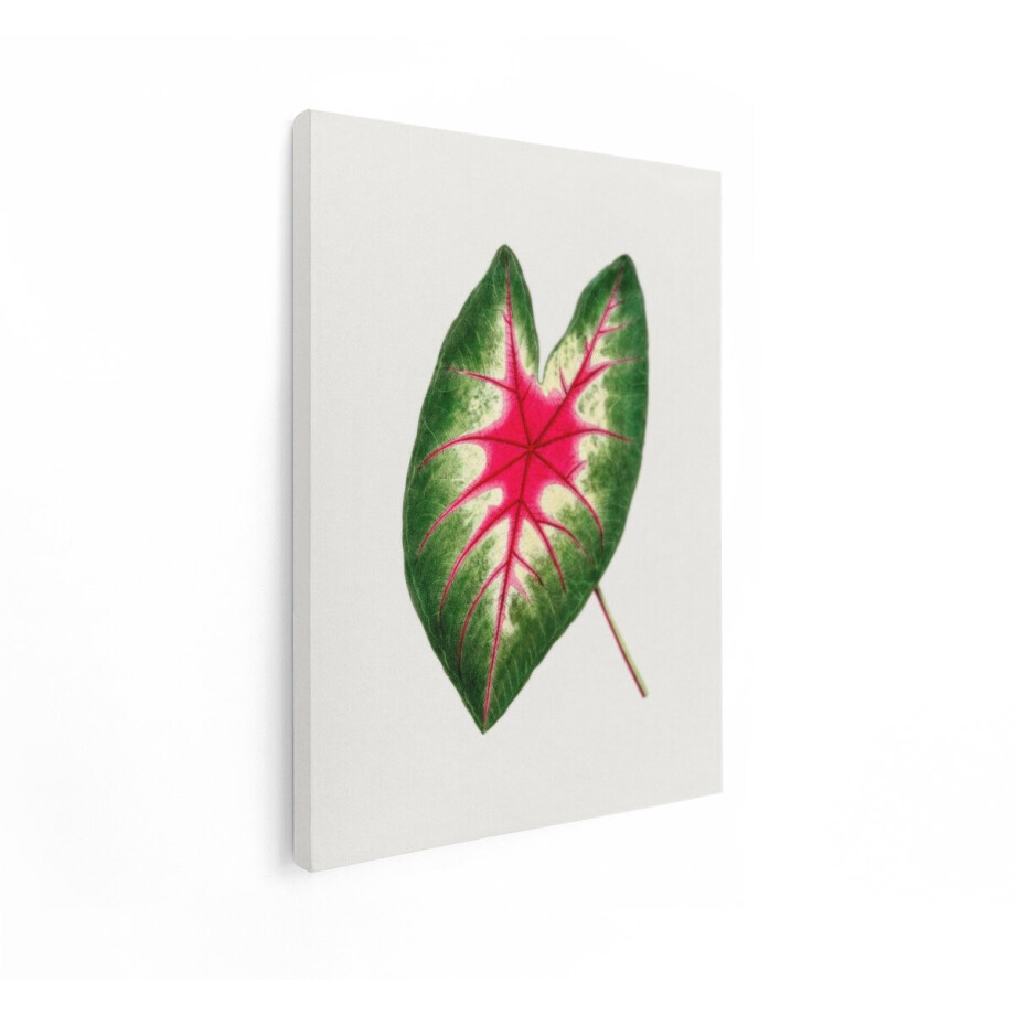 Artaza Canvas Schilderij Tropisch Blad - 30x40 cm - Botanische Muurdecoratie Vintage - Wanddecoratie Planten Roze - Kamer Accessoires afbeelding 1