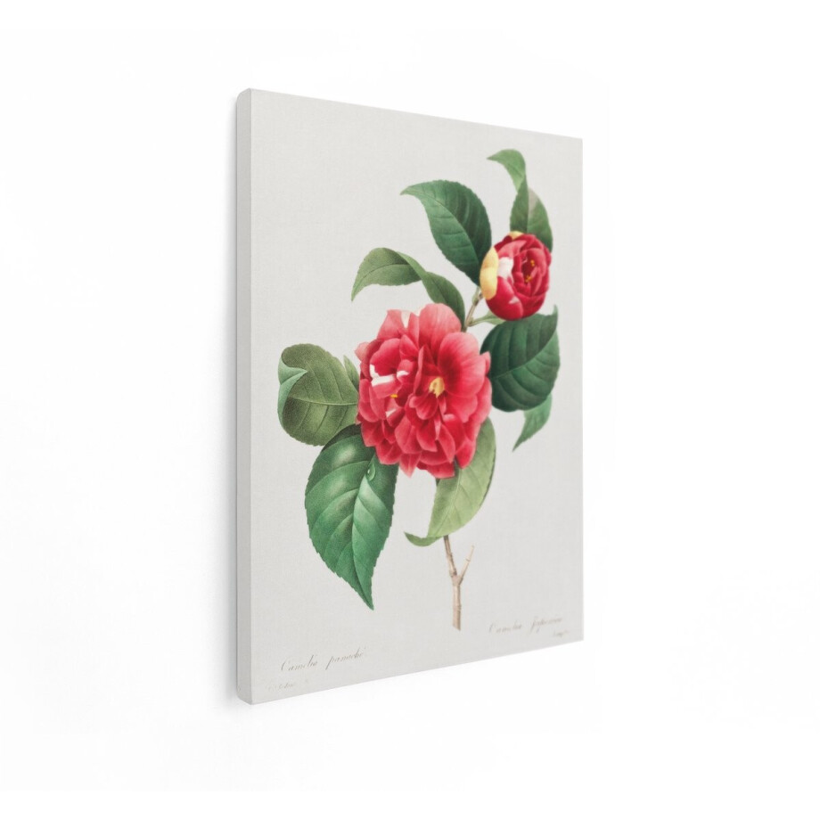Artaza Canvas Schilderij Klassieke Illustratie van Rode en Witte Camelia Bloemen met Groene Bladeren - 60x80 cm - Wanddecoratie Woonkamer - Schilderijen - Muurdecoratie afbeelding 1