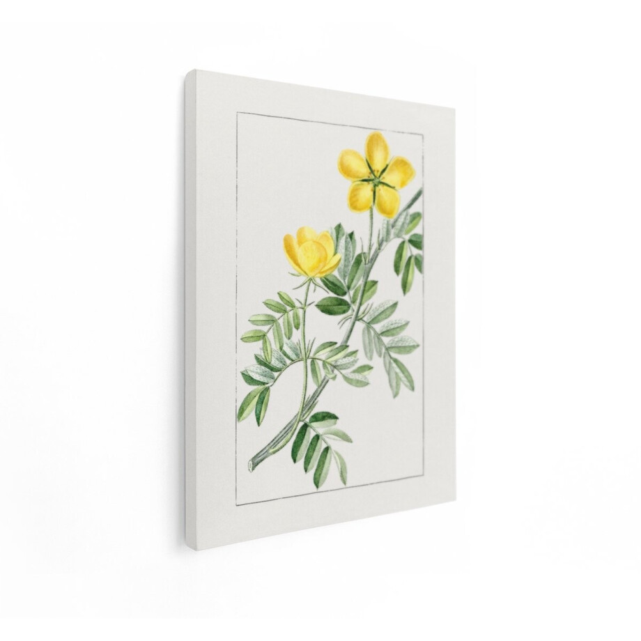 Artaza Canvas Schilderij Vintage Botanische Illustratie van Gele Bloemen en Groene Bladeren op een Tak - 30x40 cm - Klein - Wanddecoratie Woonkamer - Schilderijen - Muurdecoratie afbeelding 1