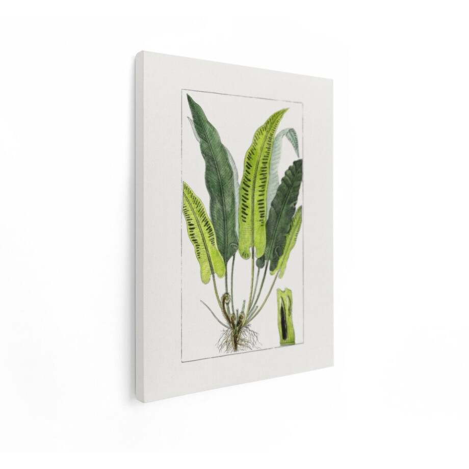 Artaza Canvas Schilderij Botanische Illustratie - 30x40 cm - Wanddecoratie Varen - Muurdecoratie Natuur - Vintage Kamer Accessoires Artaza Canvas Schilderij Botanische Illustratie - 30x40 cm - Wanddecoratie Varen - Muurdecoratie Natuur - Vintage Kamer Accessoires afbeelding 1
