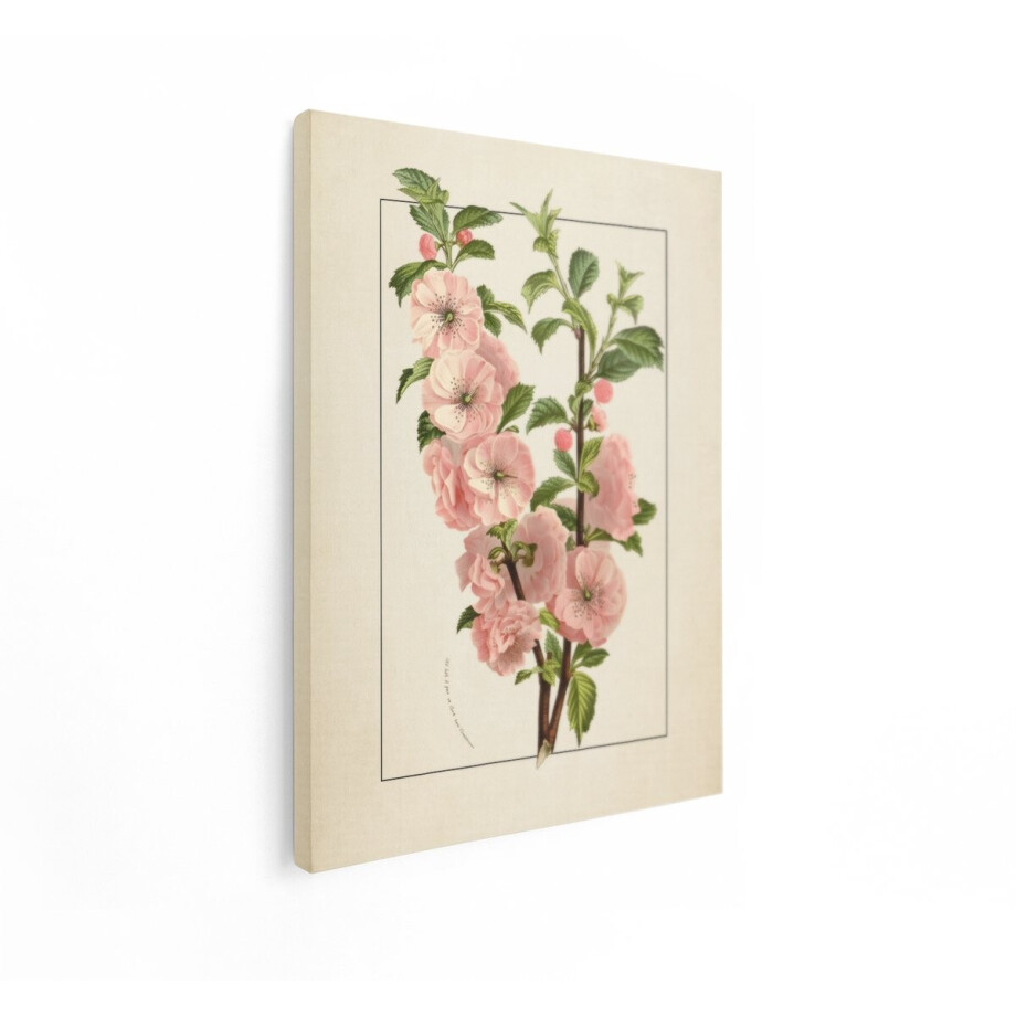 Artaza Canvas Schilderij Roze Bloesem - 30x40 cm - Wanddecoratie Bloemen Vintage - Muurdecoratie Botanische Illustratie - Schilderijen Op Canvas afbeelding 1