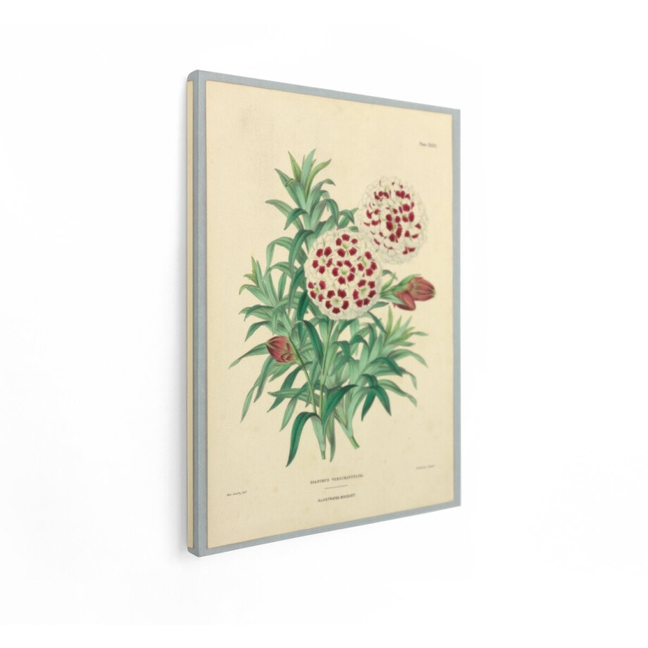 Artaza Canvas Schilderij Botanische Illustratie van Dianthus Verschaffeltii met Gedetailleerde Bloemen en Bladeren - 30x40 cm - Klein - Wanddecoratie Woonkamer - Schilderijen - Muurdecoratie afbeelding 1