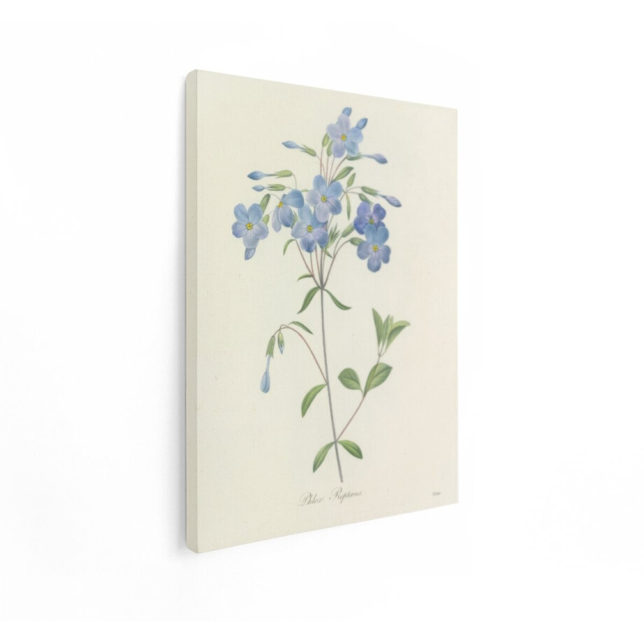 Artaza Canvas Schilderij Gedetailleerde Botanische Illustratie van Phlox Reptans Bloemen en Bladeren - 30x40 cm - Klein - Wanddecoratie Woonkamer - Schilderijen - Muurdecoratie afbeelding 1