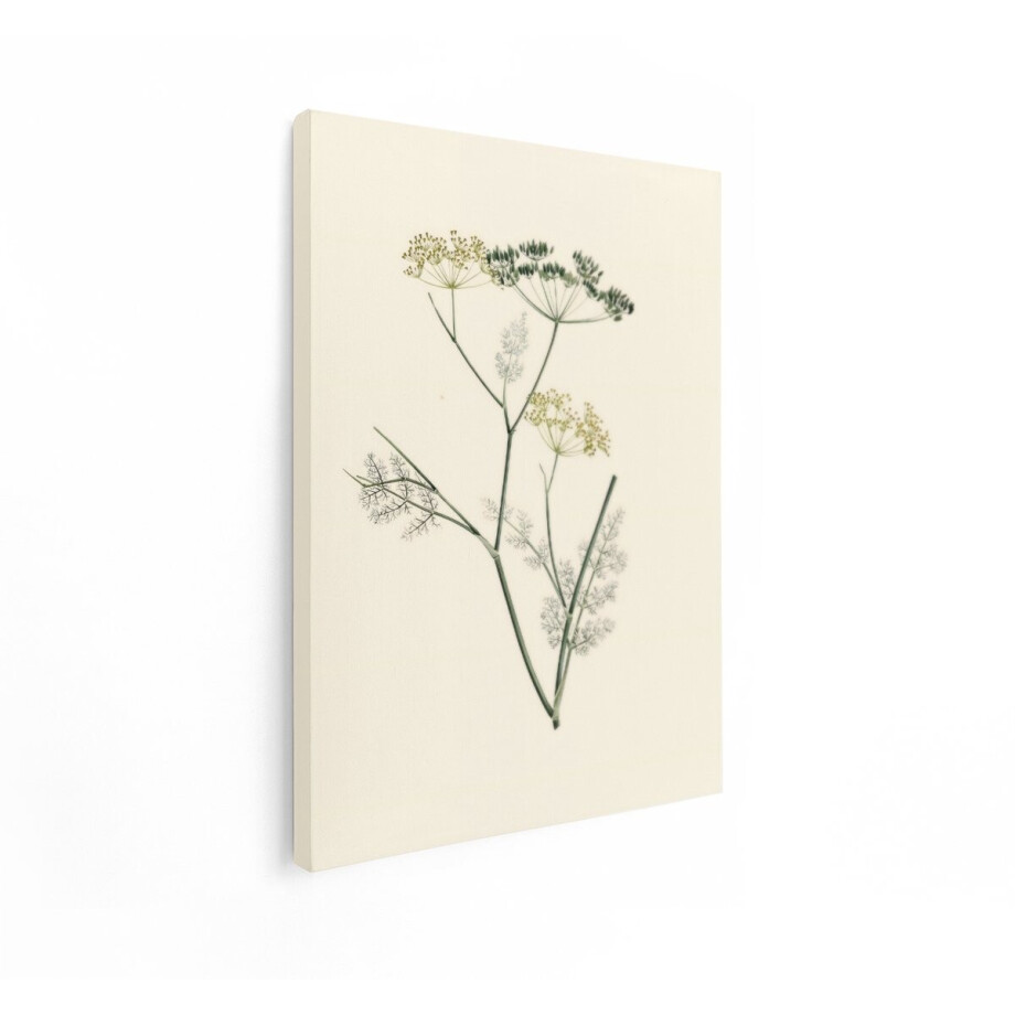 Artaza Canvas Schilderij Bloemen - 30x40 cm - Wanddecoratie Dille Plant - Muurdecoratie Landelijk - Schilderijen Kruiden Vintage Artaza Canvas Schilderij Bloemen - 30x40 cm - Wanddecoratie Dille Plant - Muurdecoratie Landelijk - Schilderijen Kruiden Vintage afbeelding 1