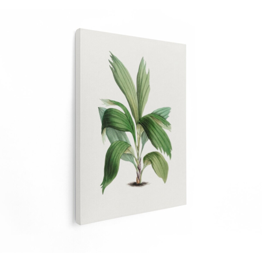 Artaza Canvas Schilderij Gedetailleerde Botanische Illustratie van een Groene Plant met Lange Bladeren - 30x40 cm - Klein - Wanddecoratie Woonkamer - Schilderijen - Muurdecoratie afbeelding 1