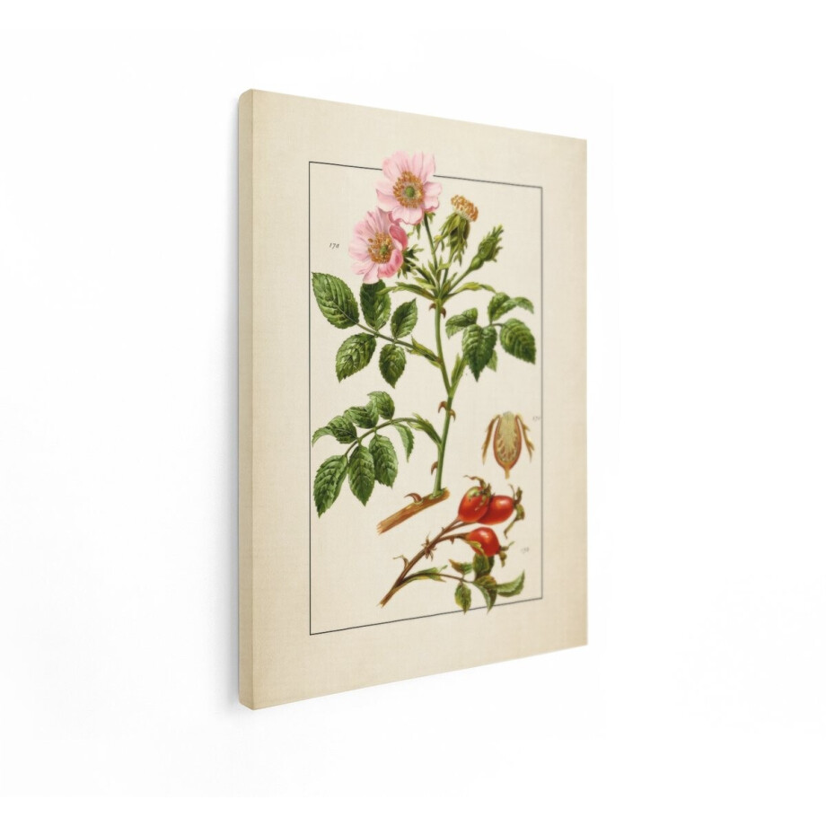 Artaza Canvas Schilderij Botanische Illustratie van Rozenbottels en Rozenbloesems met Gedetailleerde Bladeren - 90x120 cm - Groot - Wanddecoratie Woonkamer - Schilderijen - Muurdecoratie afbeelding 1