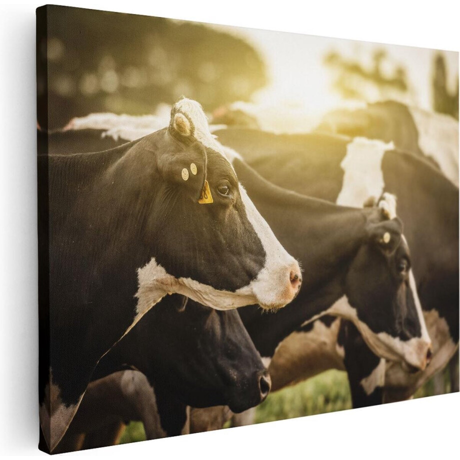 Artaza Canvas Schilderij Zwart Wit Koeien In De Wei Met Zon - 40x30 - Klein - Foto Op Canvas - Canvas Print Artaza Canvas Schilderij Zwart Wit Koeien In De Wei Met Zon - 40x30 - Klein - Foto Op Canvas - Canvas Print afbeelding 1