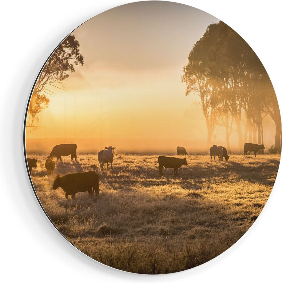 Artaza Dibond Muurcirkel Kudde Koeien In De Wei Met Zonsopkomst - Ø 50 cm - Klein - Wandcirkel - Rond Schilderij - Voor Binnen en Buiten afbeelding 1