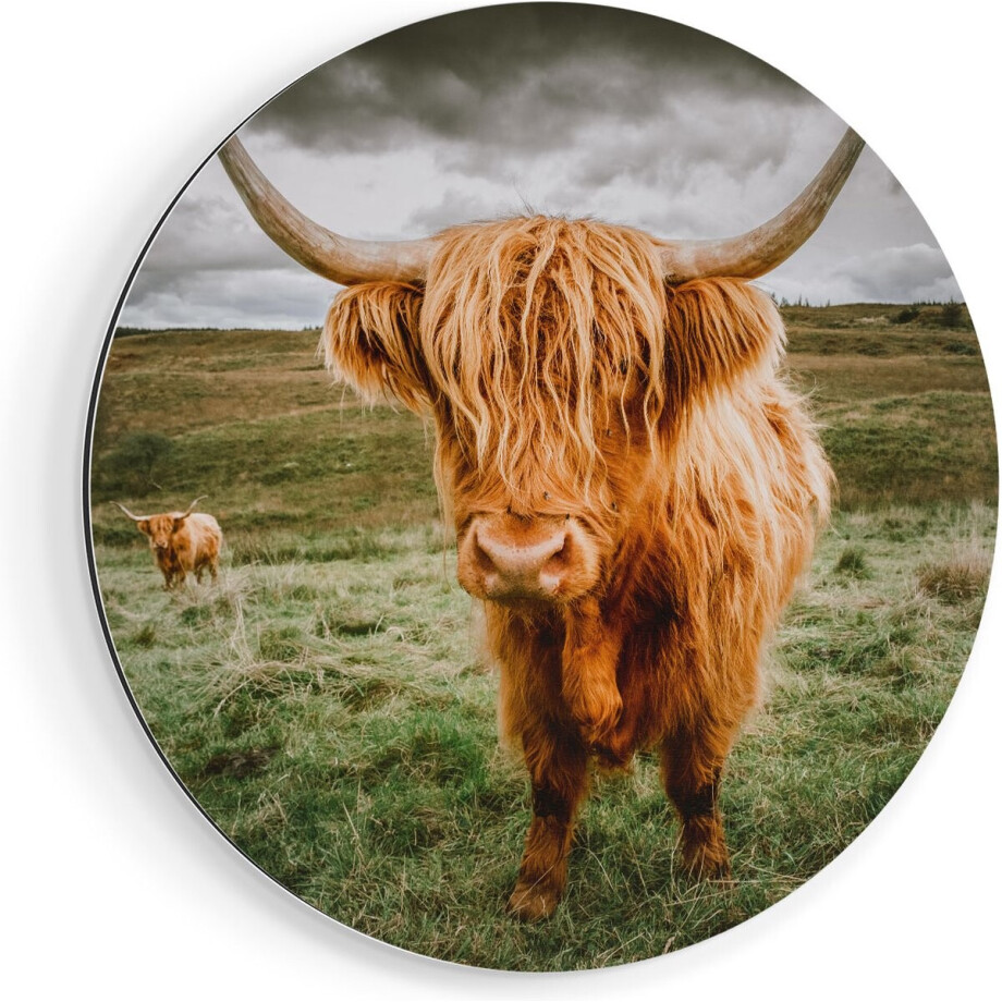 Artaza Dibond Muurcirkel Schotse Hooglanders In De Wei - Kleur - Ø 70 cm - Wandcirkel - Rond Schilderij - Voor Binnen en Buiten Artaza Dibond Muurcirkel Schotse Hooglanders In De Wei - Kleur - Ø 70 cm - Wandcirkel - Rond Schilderij - Voor Binnen en Buiten afbeelding 1