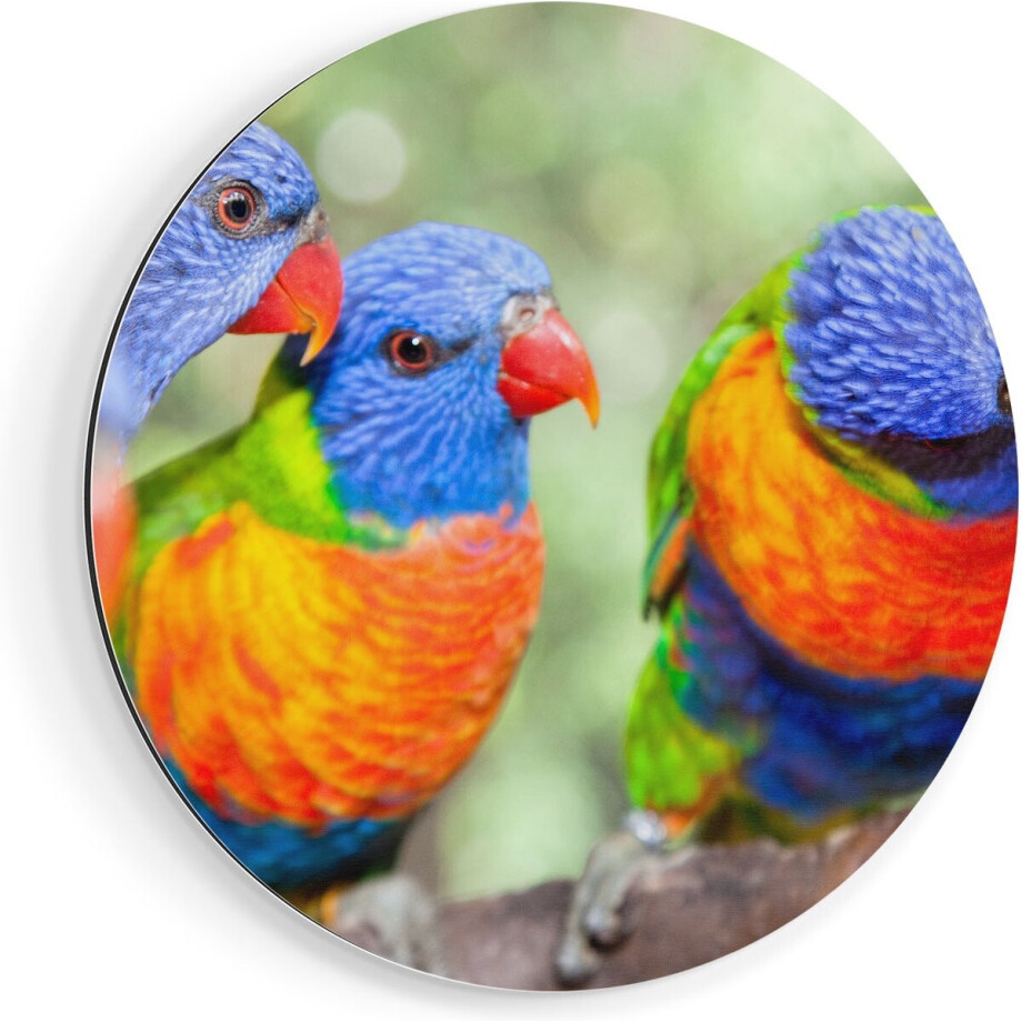 Artaza Dibond Muurcirkel Vier Regenboog Lori Vogels Op Een Tak - Ø 90 cm - Groot - Wandcirkel - Rond Schilderij - Voor Binnen en Buiten afbeelding 1