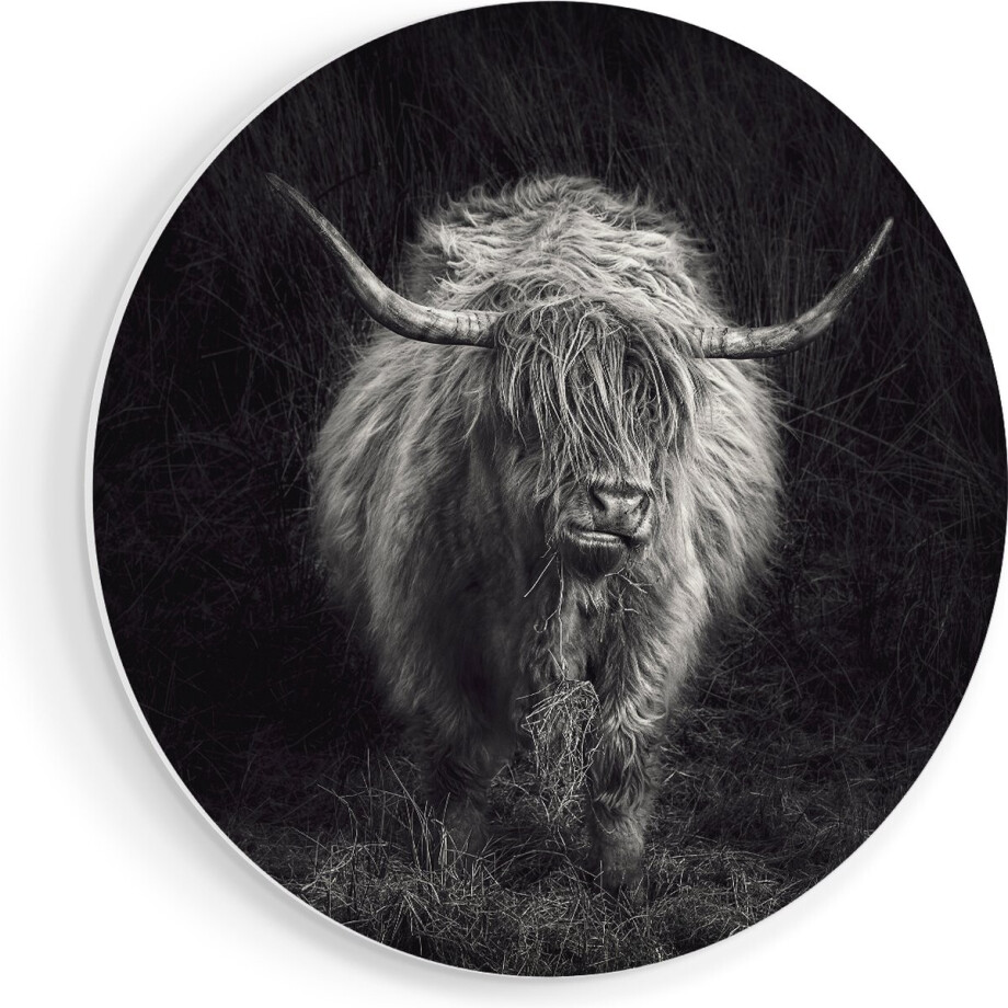 Artaza Forex Muurcirkel Schotse Hooglander Koe - Zwart Wit - 90x90 cm - Groot - Wandcirkel - Rond Schilderij - Muurdecoratie Cirkel afbeelding 1