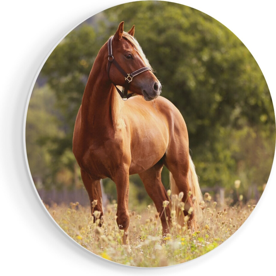 Artaza Forex Muurcirkel Bruin Paard In De Wei - 90x90 cm - Groot - Wandcirkel - Rond Schilderij - Muurdecoratie Cirkel afbeelding 1