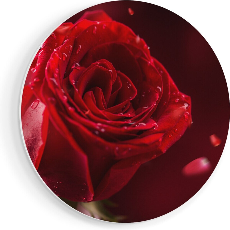 Artaza Forex Muurcirkel Romantische Rode Roos - 80x80 cm - Groot - Wandcirkel - Rond Schilderij - Wanddecoratie Cirkel afbeelding 1