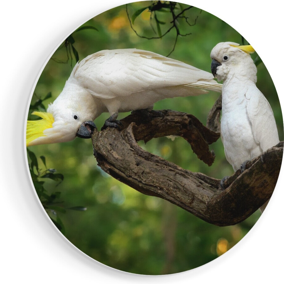 Artaza Forex Muurcirkel Twee Witte Kaketoes in de Bomen - 70x70 cm - Wandcirkel - Rond Schilderij - Wanddecoratie Cirkel - Muurdecoratie Artaza Forex Muurcirkel Twee Witte Kaketoes in de Bomen - 70x70 cm - Wandcirkel - Rond Schilderij - Wanddecoratie Cirkel - Muurdecoratie afbeelding 1