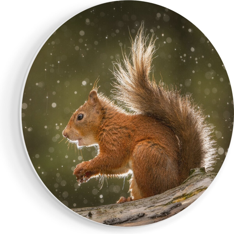 Artaza Forex Muurcirkel Eekhoorn in de Regen - 50x50 cm - Klein - Wandcirkel - Rond Schilderij - Muurdecoratie Cirkel afbeelding 1