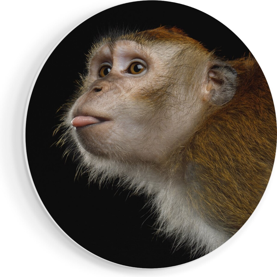 Artaza Forex Muurcirkel Apenkop Met Zijn Tong Uit - Aap - 80x80 cm - Groot - Wandcirkel - Rond Schilderij - Wanddecoratie Cirkel Artaza Forex Muurcirkel Apenkop Met Zijn Tong Uit - Aap - 80x80 cm - Groot - Wandcirkel - Rond Schilderij - Wanddecoratie Cirkel afbeelding 1