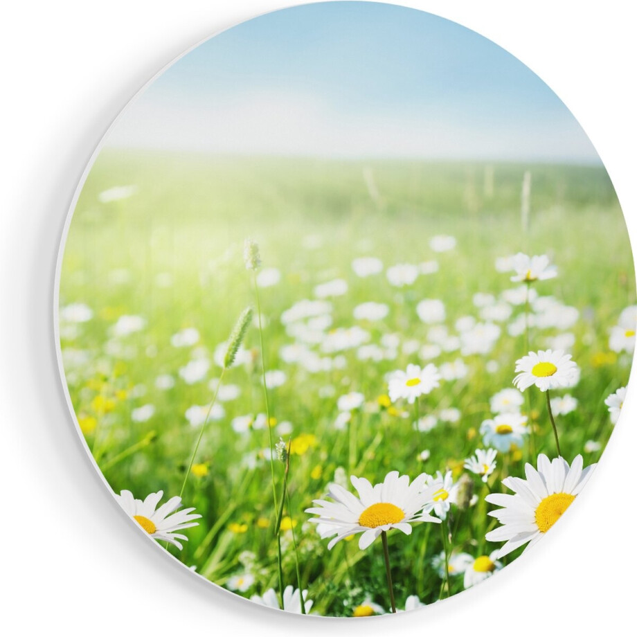 Artaza Forex Muurcirkel Bloemenveld Van Madeliefjes - Bloemen - 70x70 cm - Wandcirkel - Rond Schilderij - Wanddecoratie Cirkel - Muurdecoratie Artaza Forex Muurcirkel Bloemenveld Van Madeliefjes - Bloemen - 70x70 cm - Wandcirkel - Rond Schilderij - Wanddecoratie Cirkel - Muurdecoratie afbeelding 1