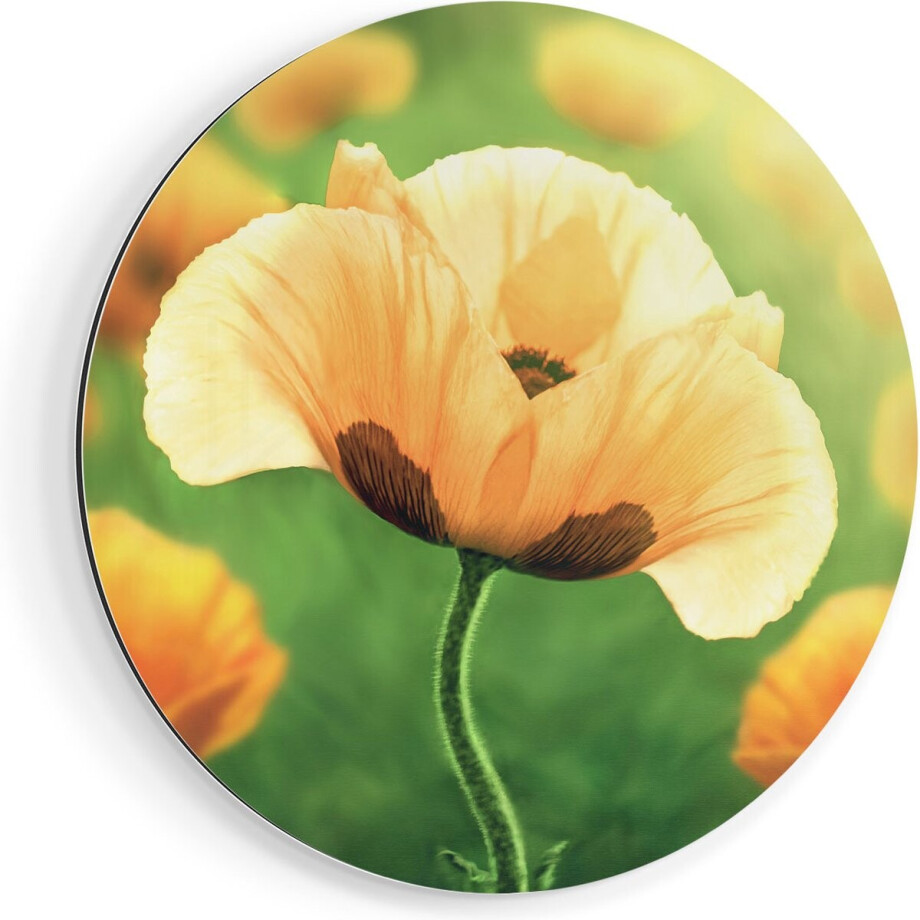 Artaza Dibond Muurcirkel Oranje Klaproos Bloemen - Ø 90 cm - Groot - Wandcirkel - Rond Schilderij - Voor Binnen en Buiten Artaza Dibond Muurcirkel Oranje Klaproos Bloemen - Ø 90 cm - Groot - Wandcirkel - Rond Schilderij - Voor Binnen en Buiten afbeelding 1