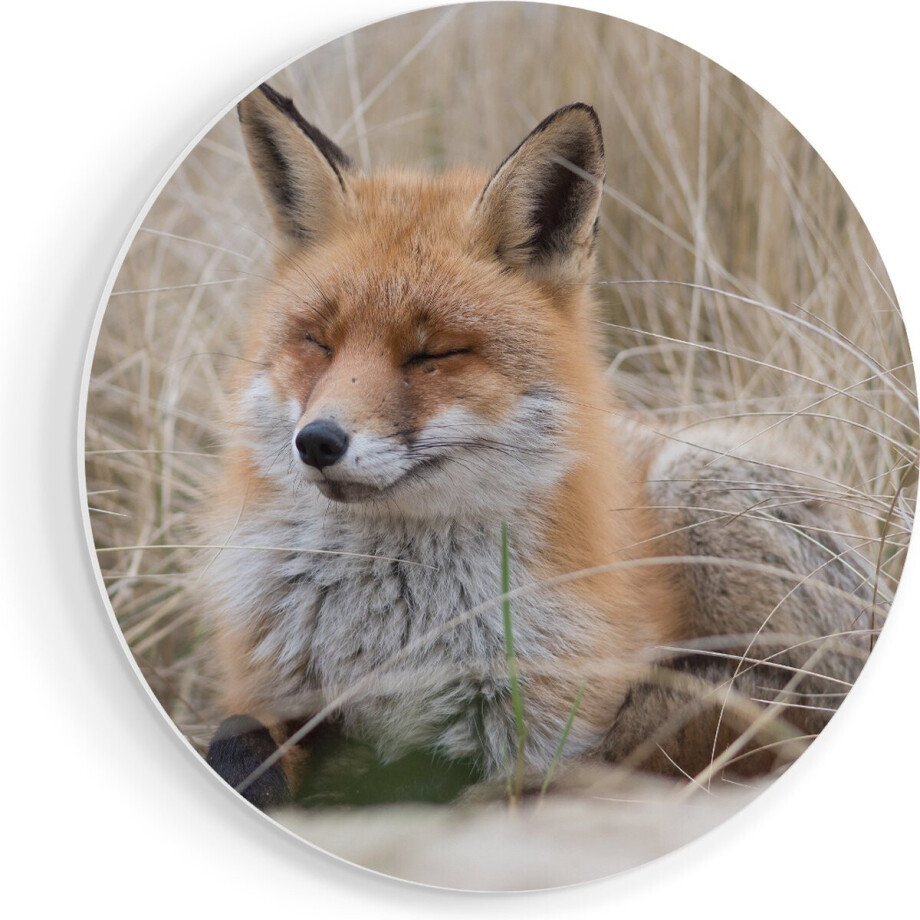 Artaza Forex Muurcirkel Vos in de Duinen - 40x40 cm - Klein - Wandcirkel - Rond Schilderij - Wanddecoratie Cirkel Artaza Forex Muurcirkel Vos in de Duinen - 40x40 cm - Klein - Wandcirkel - Rond Schilderij - Wanddecoratie Cirkel afbeelding 1
