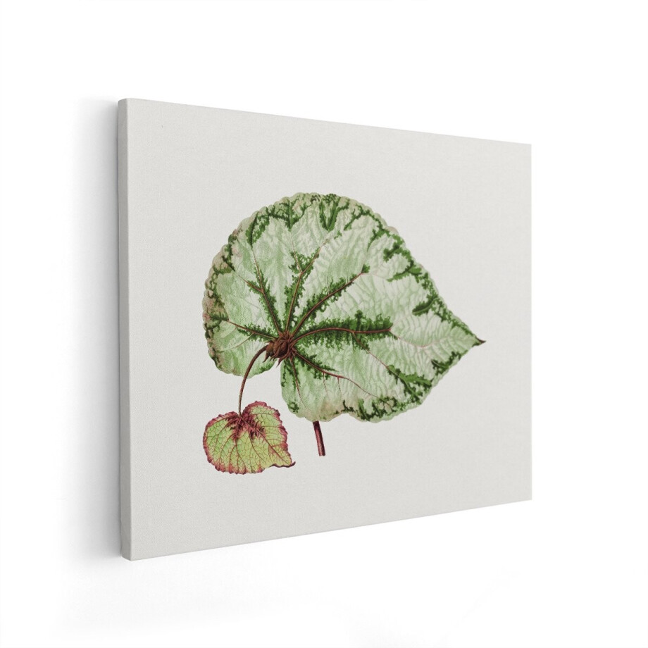 Artaza Canvas Schilderij Gedetailleerde Illustratie van een Begonia Rex Blad met Unieke Patronen - 100x80 cm - Wanddecoratie Woonkamer - Schilderijen - Muurdecoratie afbeelding 1