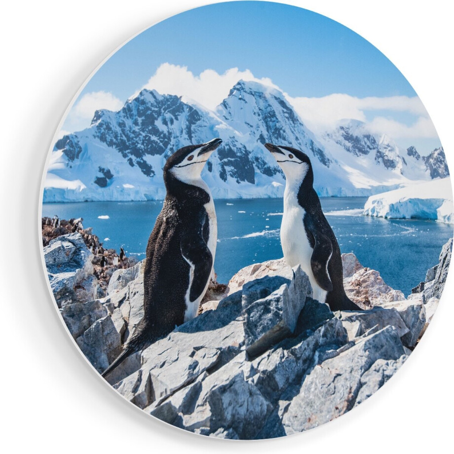 Artaza Forex Muurcirkel Twee Pinguïns op Stenen in Antarctica - 80x80 cm - Groot - Wandcirkel - Rond Schilderij - Wanddecoratie Cirkel Artaza Forex Muurcirkel Twee Pinguïns op Stenen in Antarctica - 80x80 cm - Groot - Wandcirkel - Rond Schilderij - Wanddecoratie Cirkel afbeelding 1