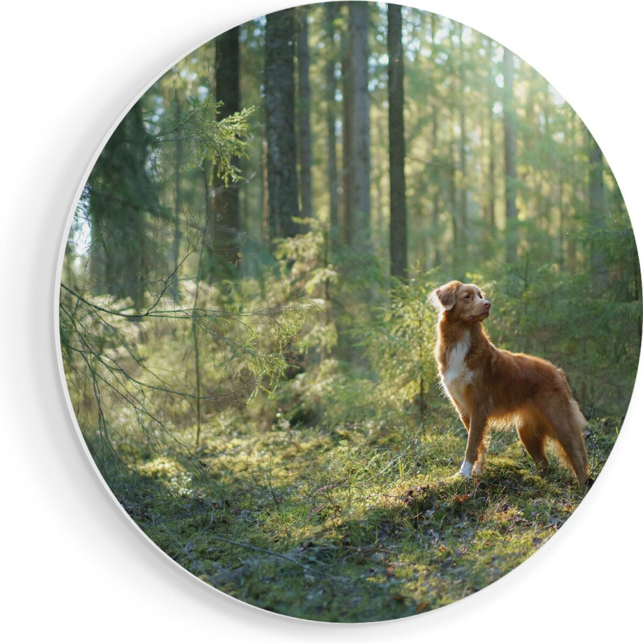 Artaza Forex Muurcirkel Retriever Hond In Het Bos Met Zon - 80x80 cm - Groot - Wandcirkel - Rond Schilderij - Wanddecoratie Cirkel afbeelding 1
