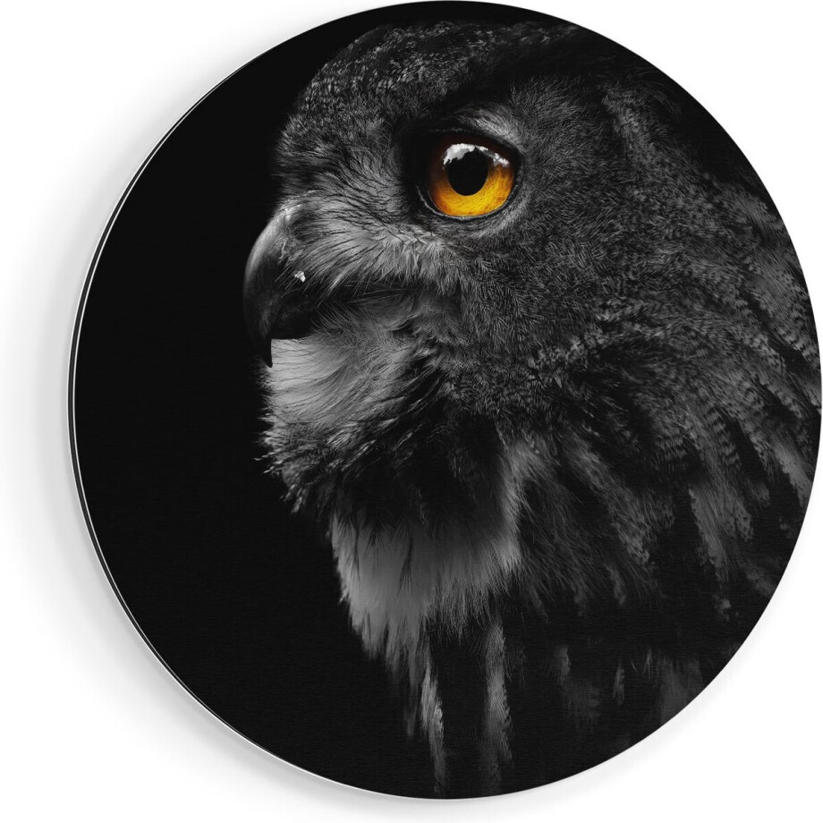 Artaza Dibond Muurcirkel Zwarte Uil Met Gouden Ogen  - Ø 80 cm - Groot - Wandcirkel - Rond Schilderij - Voor Binnen en Buiten afbeelding 1