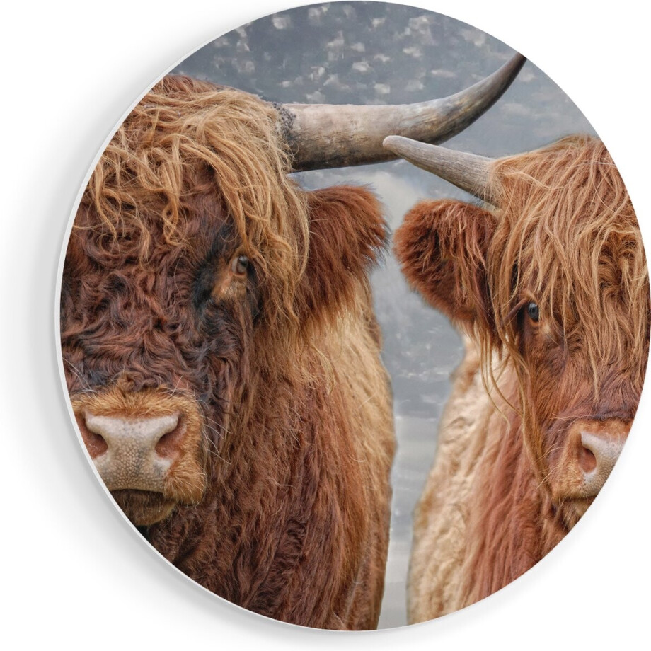Artaza Forex Muurcirkel Schotse Hooglander Koppel - Man en Vrouw - 70x70 cm - Wandcirkel - Rond Schilderij - Wanddecoratie Cirkel - Muurdecoratie afbeelding 1