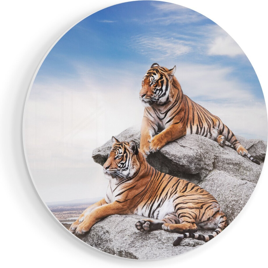 Artaza Forex Muurcirkel Twee Tijgers Op Rotsen Met Het Blauwe Lucht - 50x50 cm - Klein - Wandcirkel - Rond Schilderij - Muurdecoratie Cirkel afbeelding 1