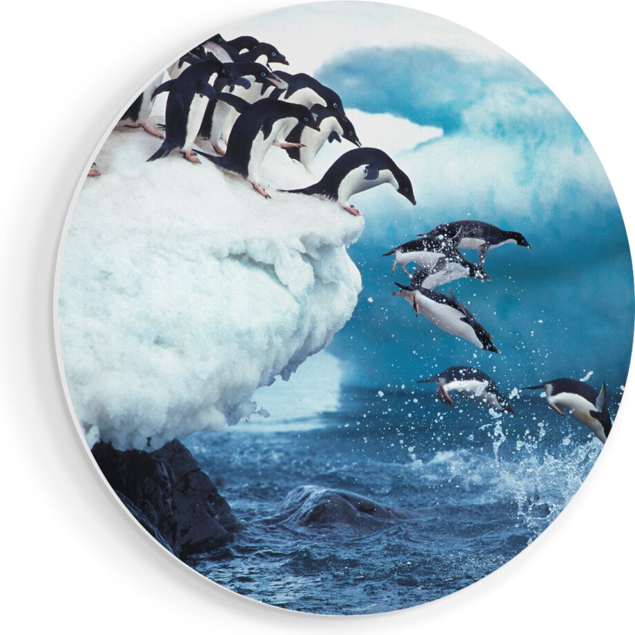 Artaza Forex Muurcirkel Kudde Pinguïns Springen vanaf een Rots - 80x80 cm - Groot - Wandcirkel - Rond Schilderij - Wanddecoratie Cirkel afbeelding 1