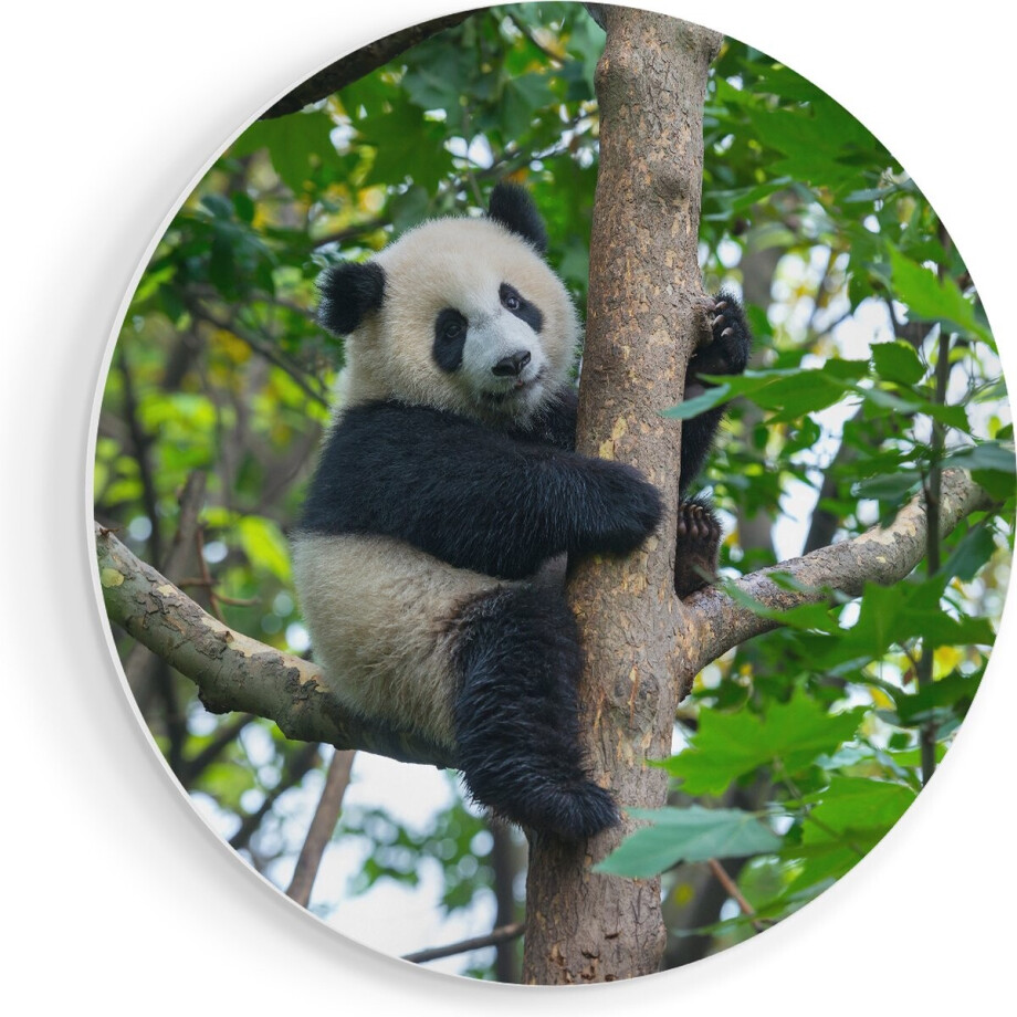 Artaza Forex Muurcirkel Panda in de Bomen - 90x90 cm - Groot - Wandcirkel - Rond Schilderij - Muurdecoratie Cirkel afbeelding 1