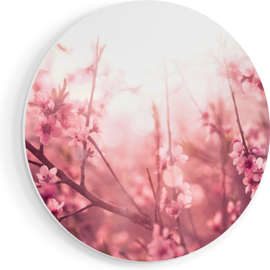 Artaza Forex Muurcirkel Roze Bloesemboom Met Zonneschijn - 50x50 cm - Klein - Wandcirkel - Rond Schilderij - Muurdecoratie Cirkel Artaza Forex Muurcirkel Roze Bloesemboom Met Zonneschijn - 50x50 cm - Klein - Wandcirkel - Rond Schilderij - Muurdecoratie Cirkel afbeelding 1