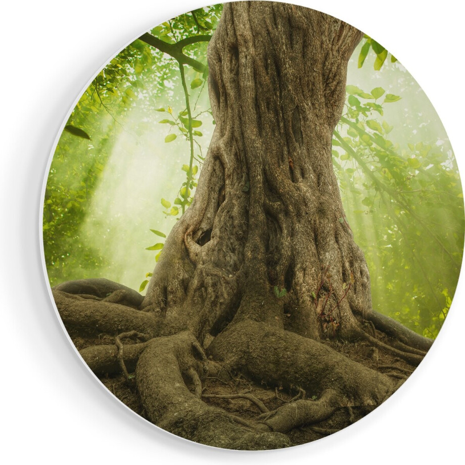 Artaza Forex Muurcirkel Grote Boom In Het Bos Met Wortels - 40x40 cm - Klein - Wandcirkel - Rond Schilderij - Wanddecoratie Cirkel Artaza Forex Muurcirkel Grote Boom In Het Bos Met Wortels - 40x40 cm - Klein - Wandcirkel - Rond Schilderij - Wanddecoratie Cirkel afbeelding 1