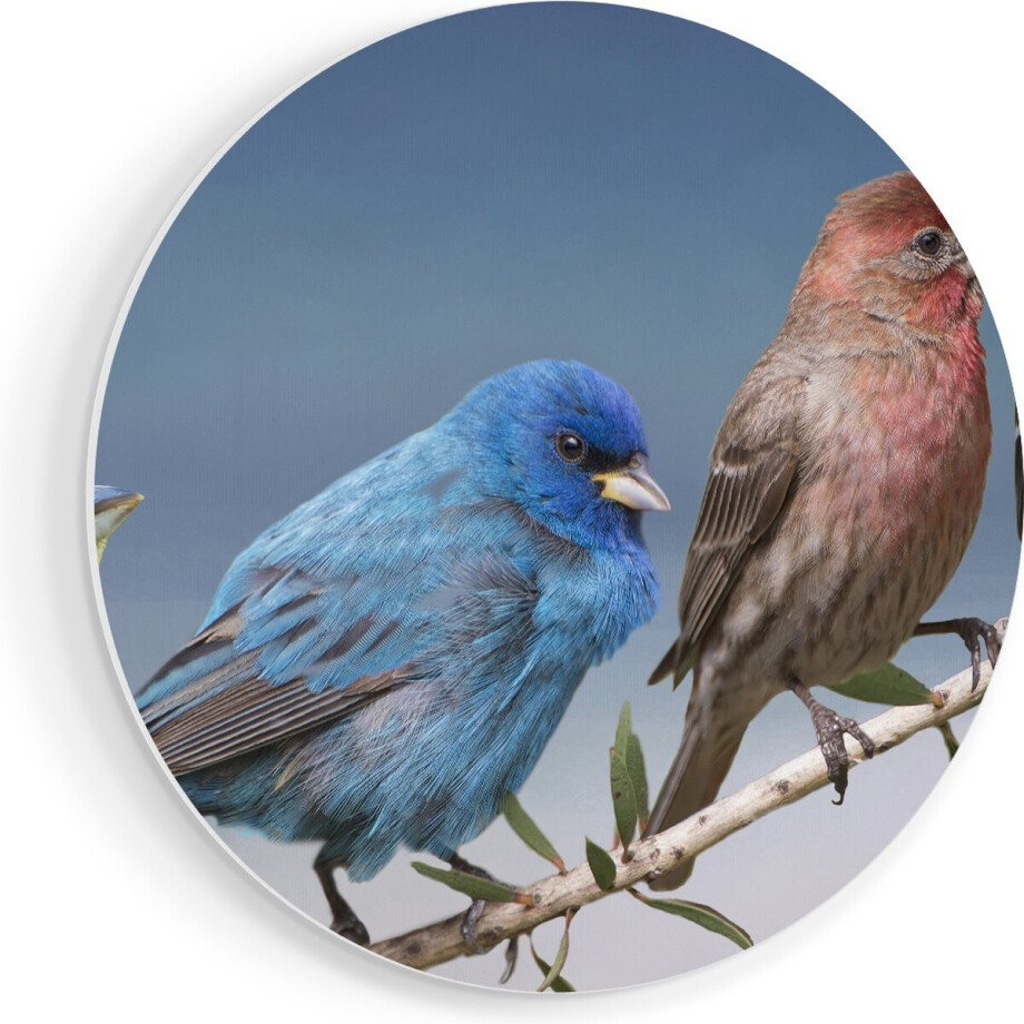 Artaza Forex Muurcirkel Kleurrijke Zangvogels Op Een Tak - Kleur - 80x80 cm - Groot - Wandcirkel - Rond Schilderij - Wanddecoratie Cirkel afbeelding 1