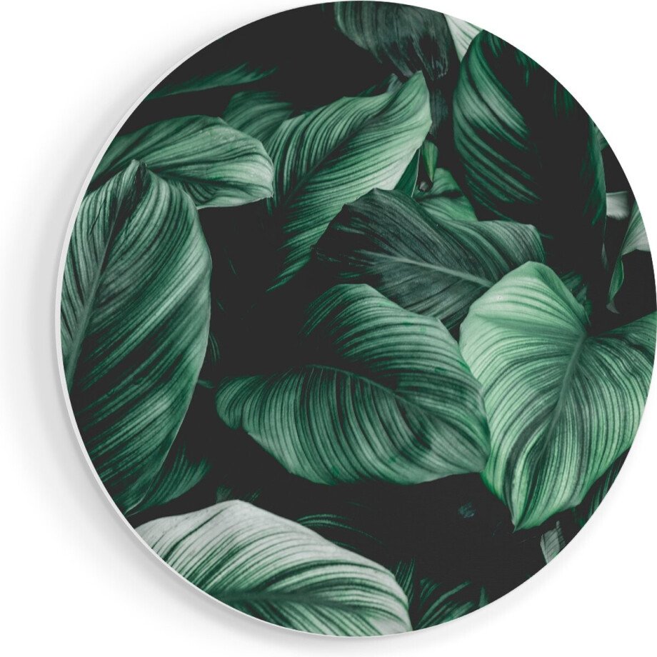 Artaza Forex Muurcirkel Tropische Groene Bladeren - 50x50 cm - Klein - Wandcirkel - Rond Schilderij - Muurdecoratie Cirkel Artaza Forex Muurcirkel Tropische Groene Bladeren - 50x50 cm - Klein - Wandcirkel - Rond Schilderij - Muurdecoratie Cirkel afbeelding 1