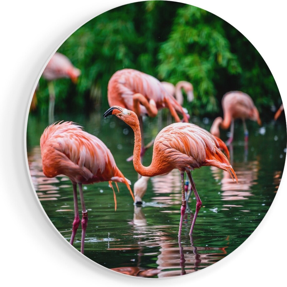 Artaza Forex Muurcirkel Kudde Flamingo's in de Jungle in het Water - 70x70 cm - Wandcirkel - Rond Schilderij - Wanddecoratie Cirkel - Muurdecoratie Artaza Forex Muurcirkel Kudde Flamingo's in de Jungle in het Water - 70x70 cm - Wandcirkel - Rond Schilderij - Wanddecoratie Cirkel - Muurdecoratie afbeelding 1