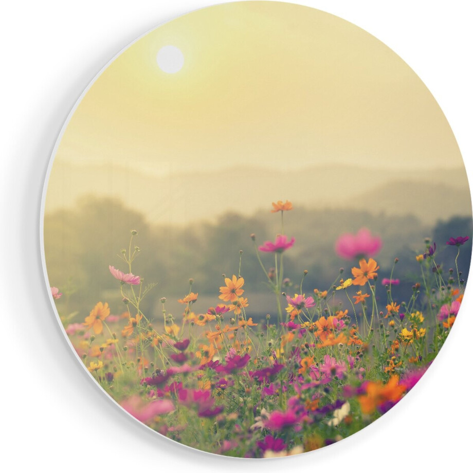 Artaza Forex Muurcirkel Bloemenveld Met Kosmos - Zonsondergang - 70x70 cm - Wandcirkel - Rond Schilderij - Wanddecoratie Cirkel - Muurdecoratie afbeelding 1